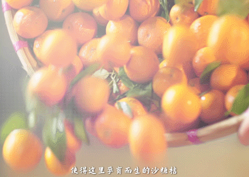 原產(chǎn)地鮮果生榨，沙糖桔不僅能炫，還能大口喝？